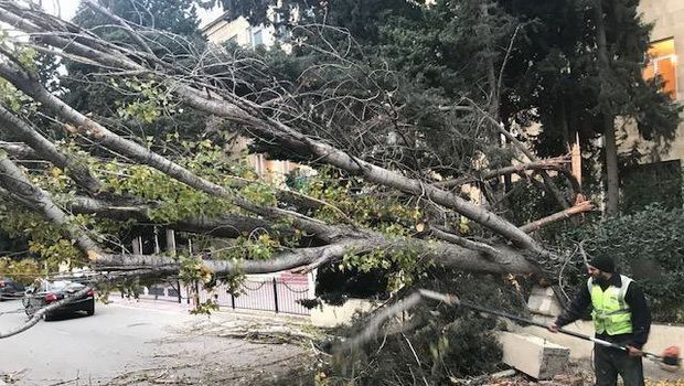 Bakıda daha bir ərazidə ağaclar kəsilir -       FOTO