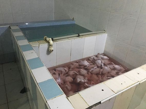 Maştağada toyuqlar belə kəsilir -     Dəhşətli mənzərə - FOTO