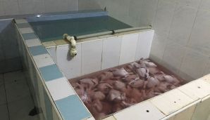 Maştağada toyuqlar belə kəsilir -     Dəhşətli mənzərə - FOTO — foto 1