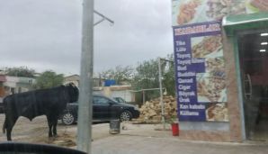 Lökbatanda məktəbin qarşısında qəssabxana –   FOTOLAR — foto 2
