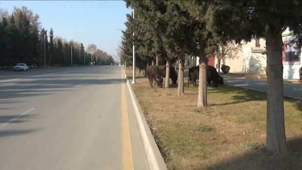 Mingəçevirdə park otlağa çevrildi -     VİDEO