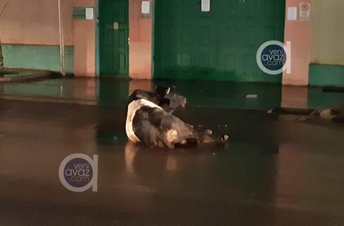 Polis Bakıda yola çıxan dananı güllələdi -     VİDEO