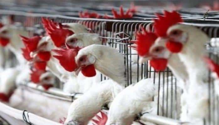 Ölkəyə quşçuluq məhsulları idxalı edən sahibkarlara     MÜRACİƏT