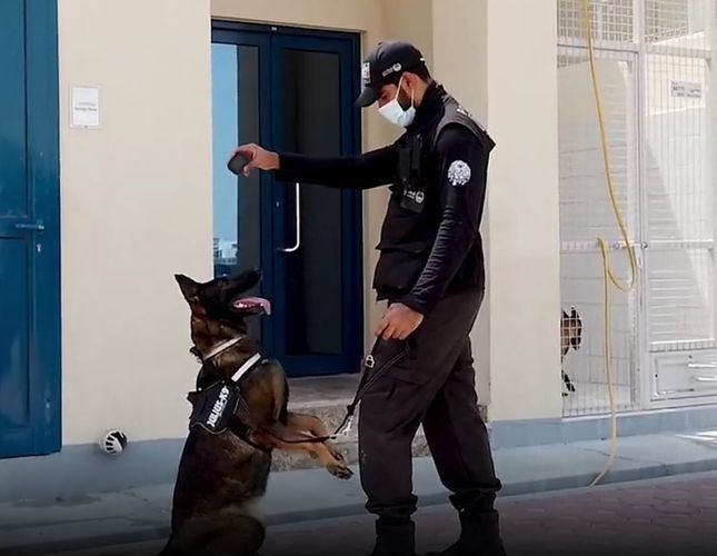 Koronavirusa yoluxanları aşkar etmək üçün itlərdən istifadə edilməyə başlanıldı
