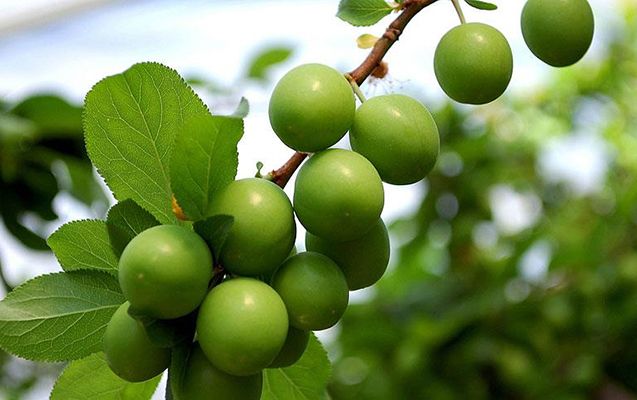 Alçanın insan orqanizminə hansı faydaları var?