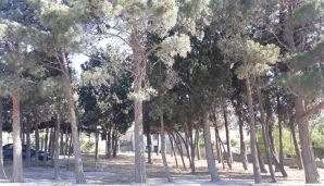 Jurnalistdən Əziz Əzizova təklif:   “Burada restoran tikməklə 3 qat qazanacaqsınız” — foto 1