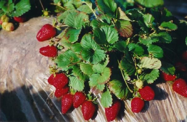 Azərbaycandakı çiyələk plantasiyalarından şok görüntü -     FOTO