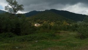 Ramiz Mehdiyev adı “Qırmızı kitab”a düşən bitkilərin olduğu meşə zolağını ələ keçirdi -       FOTO — foto 1