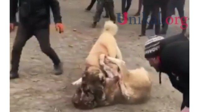 Azərbaycanda qadağan olunsa da, it döyüşü keçirilib -     VİDEO