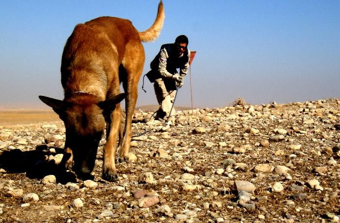 ABŞ Azərbaycana 15 minaaxtaran it verəcək