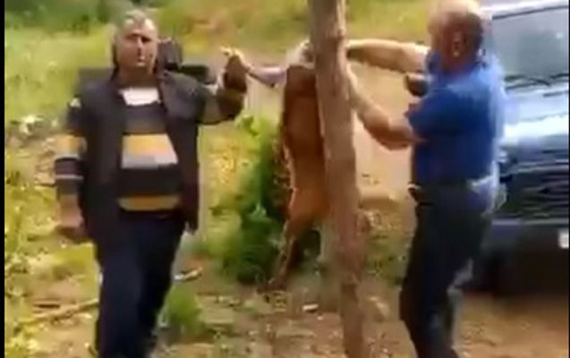 Laçında iki nəfər cüyür ovlayıb, kef məclisi təşkil etdi -     VİDEO