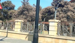 Anar Bağırov: “Bakı-Zağulba yolunda ağaclar quruyur” -       FOTO — foto 4