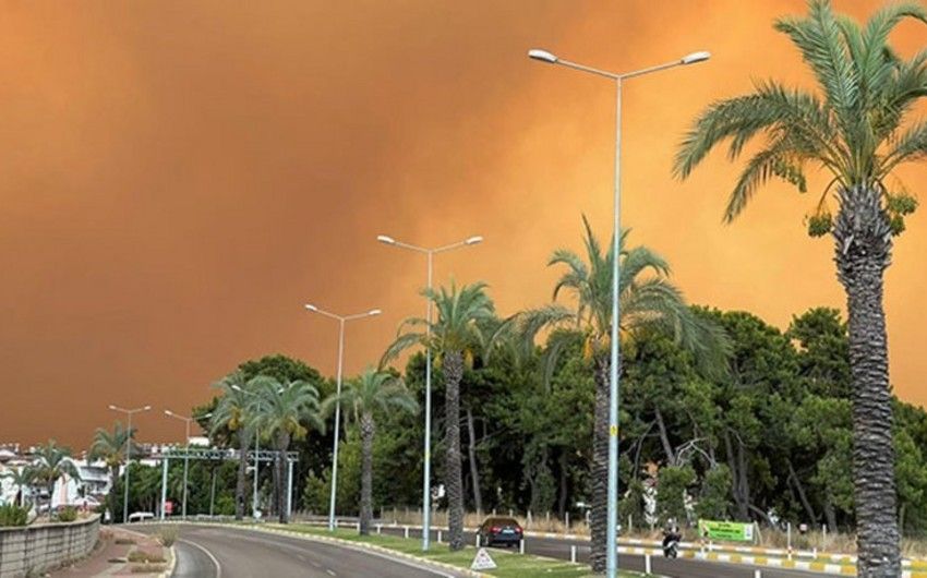 Bodrum ərazisində meşə yanır