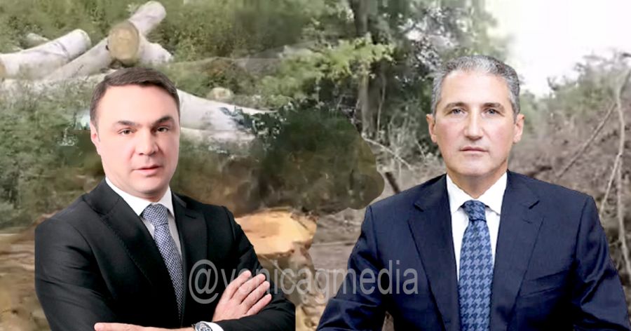 Deputatın viran qoyduğu Xaçmaz meşələri: Nazir Muxtar Babayev Eldəniz Səlimovun “ekoloji terror”una niyə göz yumur? -            VİDEO - FOTO