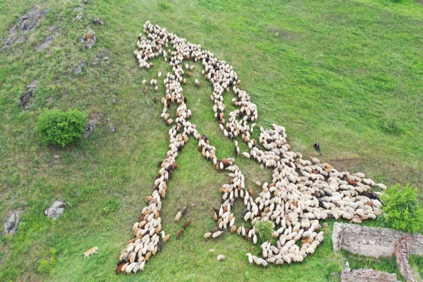Kəlbəcər yaylaqlarına qoyunçuluq və arıçılıq təsərrüfatlarının köçürülməsi başa çatdı