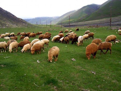 Azərbaycanda qoyun və keçilərin sayı     AÇIQLANDI
