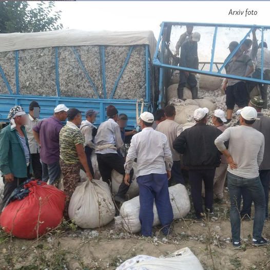 Türkmənistanda pambığı adamları döyə-döyə yığdırırlar
