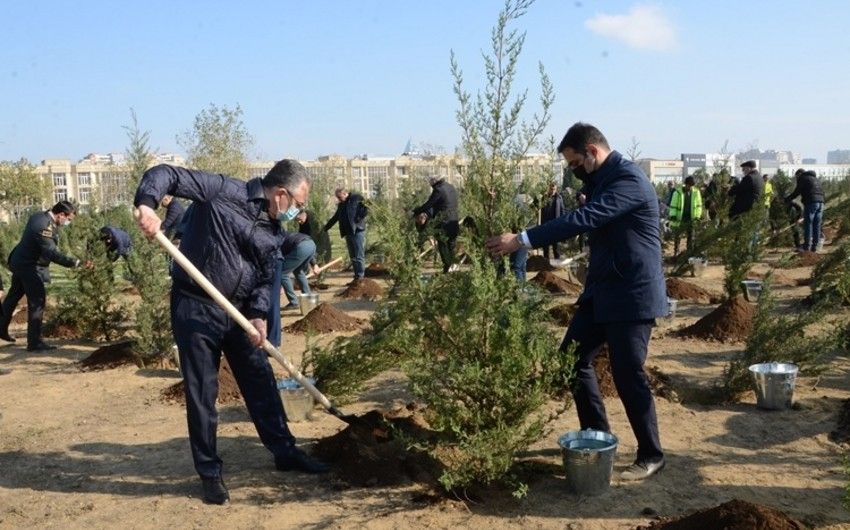 Bakıda Zəfər Günü münasibətilə ağacəkmə aksiyası keçirildi -     FOTOLAR
