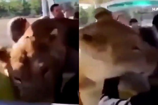 Safari turu zamanı şir avtomobilin salonuna girdi -     VİDEO