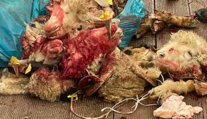 AQTA tənqid edildi -           “Qurbanlıq heyvanların kəsim yerlərində qan su yerinə axır” — foto 1
