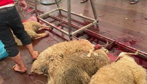 AQTA tənqid edildi -           “Qurbanlıq heyvanların kəsim yerlərində qan su yerinə axır” — foto 2
