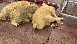 AQTA tənqid edildi -           “Qurbanlıq heyvanların kəsim yerlərində qan su yerinə axır” — foto 3