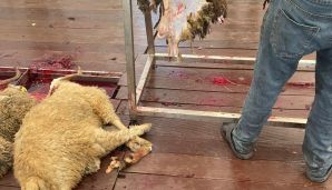 AQTA tənqid edildi -           “Qurbanlıq heyvanların kəsim yerlərində qan su yerinə axır” — foto 4