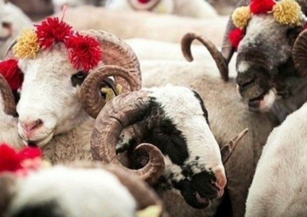 Hacı Surxay: "Ətin kiloqramla qurbanlıq adı ilə satılması doğru deyil" -     VİDEO