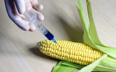 GMO və yem məhsullarının qeydiyyata alınması qaydası təsdiqlənib