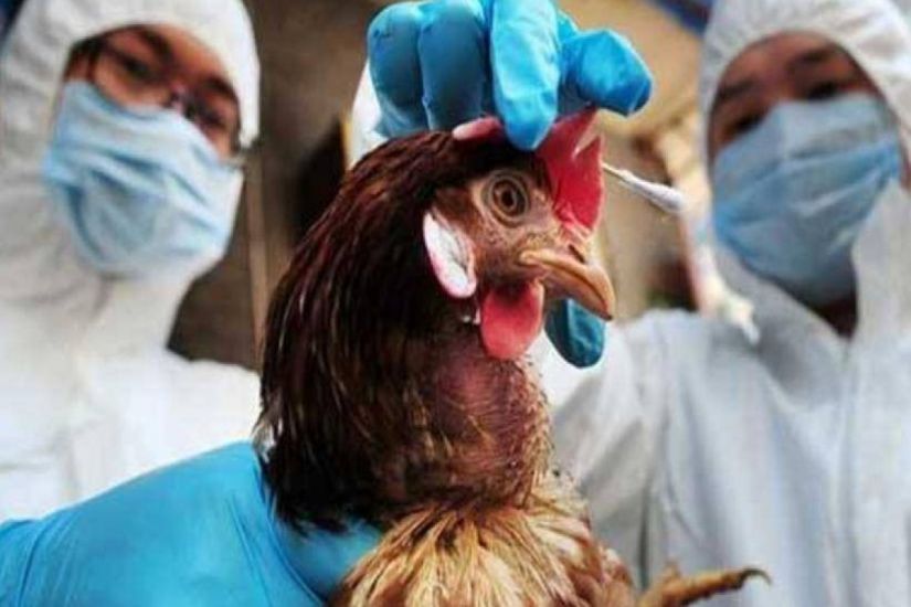 Quş qripi yayılır
