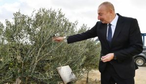 Prezident Zirədə zeytun yağı və zeytun məhsullarının emalı zavodunun açılışında iştirak edib -         YENİLƏNDİ — foto 1