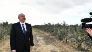 Prezident Zirədə zeytun yağı və zeytun məhsullarının emalı zavodunun açılışında iştirak edib -         YENİLƏNDİ — foto 13