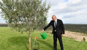 Prezident Zirədə zeytun yağı və zeytun məhsullarının emalı zavodunun açılışında iştirak edib -         YENİLƏNDİ — foto 4