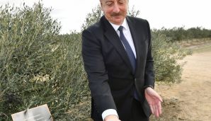 Prezident Zirədə zeytun yağı və zeytun məhsullarının emalı zavodunun açılışında iştirak edib -         YENİLƏNDİ — foto 9