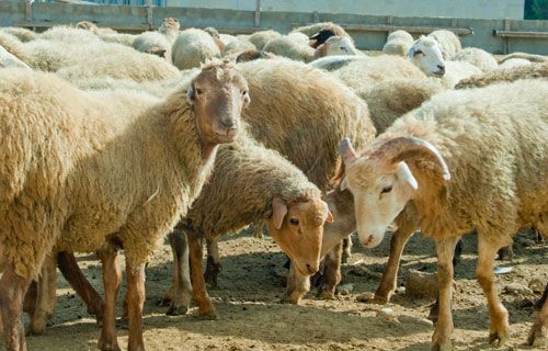 Azərbaycanda qoyunların sayı sürətlə azalır –      Son 5 ilin statistikası