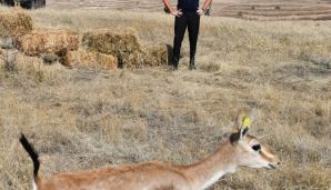 Cəbrayıl rayonu ərazisinə 18 baş ceyran buraxıldı -     YENİLƏNDİ - FOTOLAR — foto 6