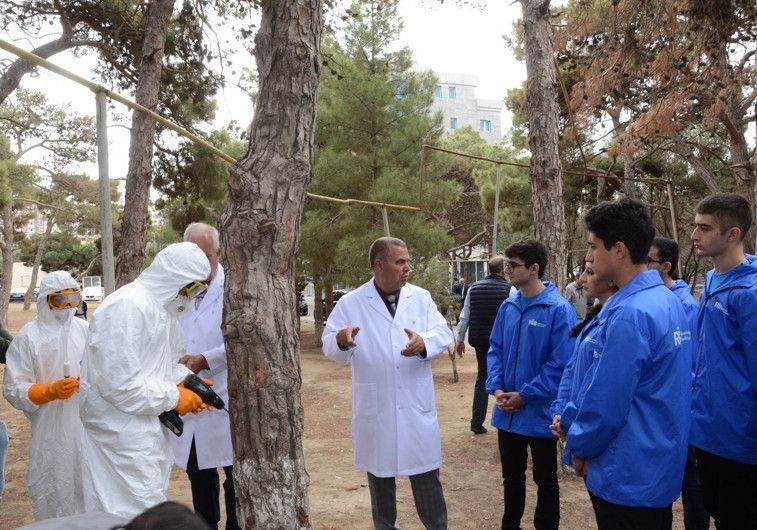 Şam ağaclarının suvarılmama səbəbindən quruması barədə fikirlər əsassızdır
