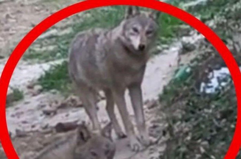 Abşeronda canavarlar PEYDA OLDU -         VİDEO