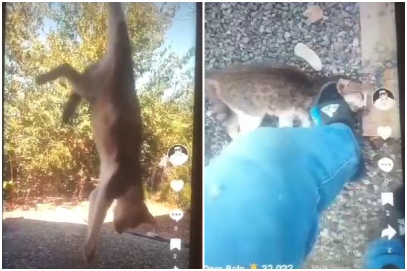 TikTok-da canlı yayımda pişiyə işgəncə verən şəxs müəyyən olundu