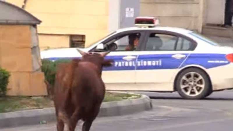 Abşeronda qəssabın əlindən qaçan dana maşınları əzdi:     Polis zərərsizləşdirdi