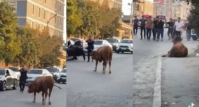 Polisin dananı güllələmə anı -     VİDEO