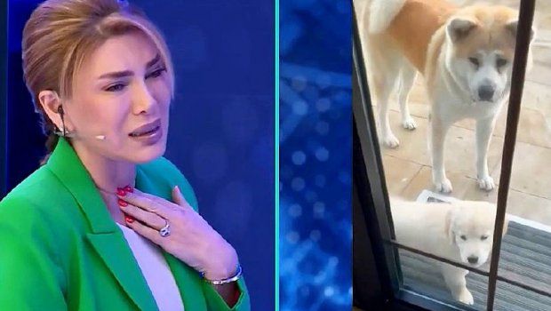 Xoşqədəm Hidayətqızı: "Arın mənə deyir necə olur ki, sən öz itimizi tapa bilmirsən?"