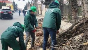Bakıda güclü külək:       Ağaclar qırıldı — foto 2