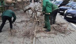 Bakıda güclü külək:       Ağaclar qırıldı — foto 4