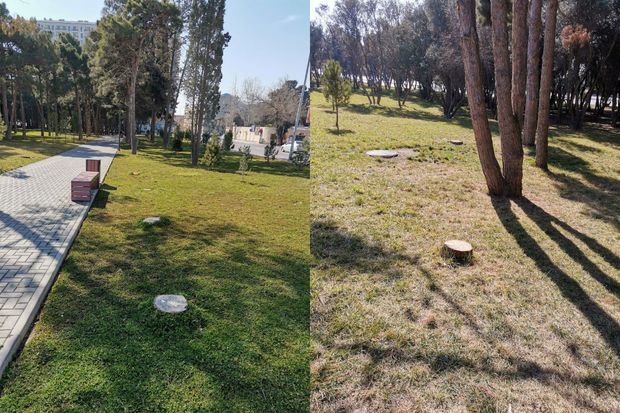 Bakıda parkda ağacları kəsdilər -       FOTO