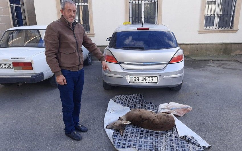 Ovladıqları cüyürü Qəbələyə satmağa gətirən İsmayıllı sakinləri saxlanıldı