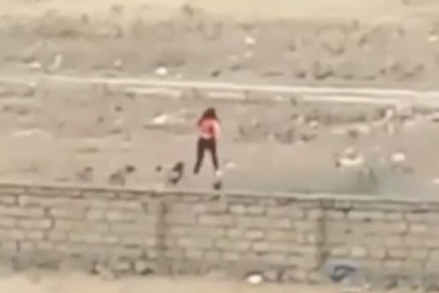 Masazırda küçə itləri qıza hücum etdi -     ANBAAN VİDEO