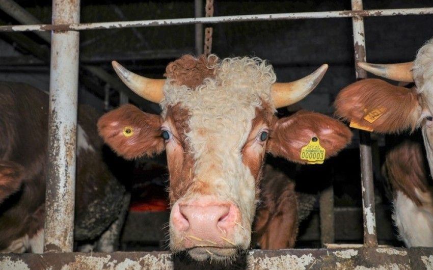 24 heyvan satışı bazarında ciddi nöqsanlar aşkarlanıb