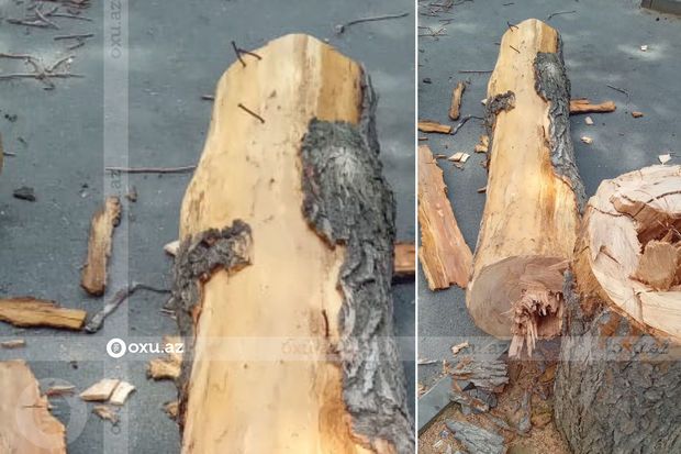 Sənaye və Texnologiya Kollecində müəllimlər ağac kəsirlər? -     İDDİA - FOTO/VİDEO