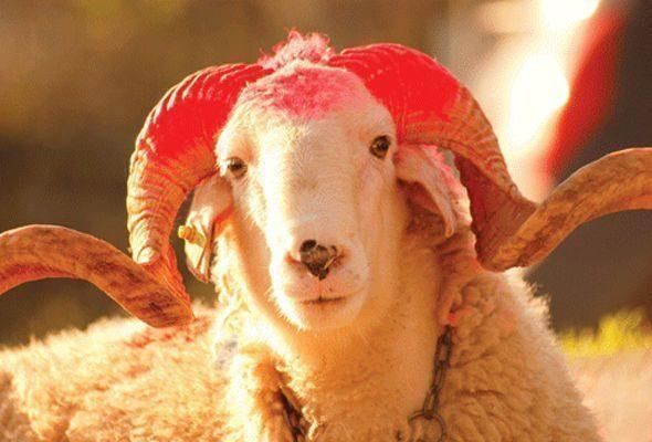 Azərbaycanda Qurban bayramı qeyd olunur